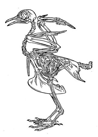 Pigeon (Brehms study)