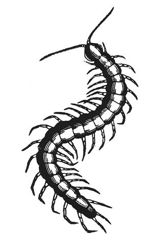 Centipede