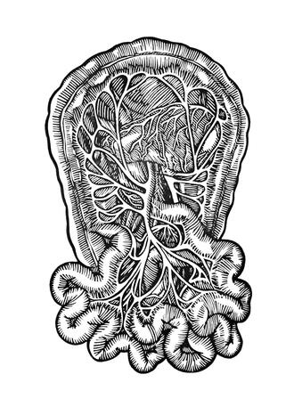 Wax anatomical figure (study)