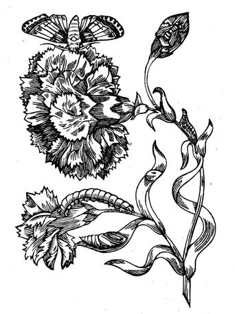 Maria Merian (study)