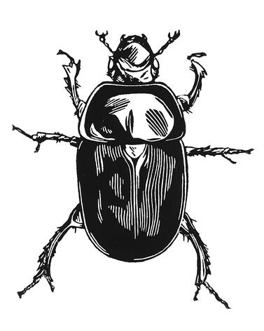 Beetle